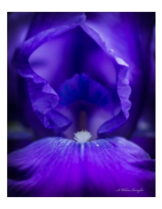 Blue Bearded Iris Macro