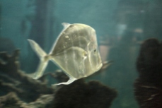Translucent Fish